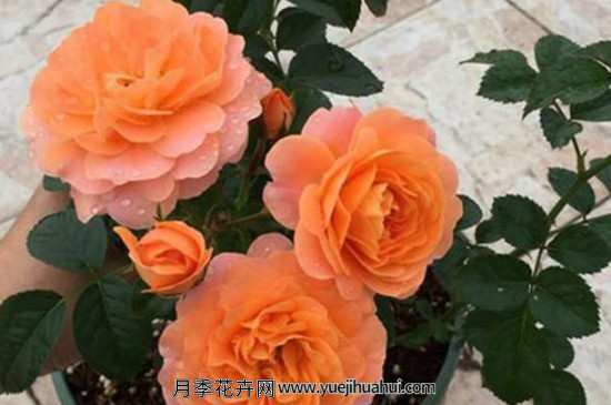 果汁阳台月季,果汁月季有什么不一样