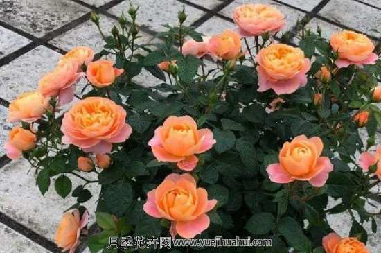 果汁阳台月季,果汁月季有什么不一样