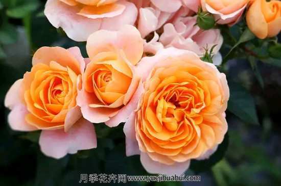 果汁阳台月季,果汁月季有什么不一样