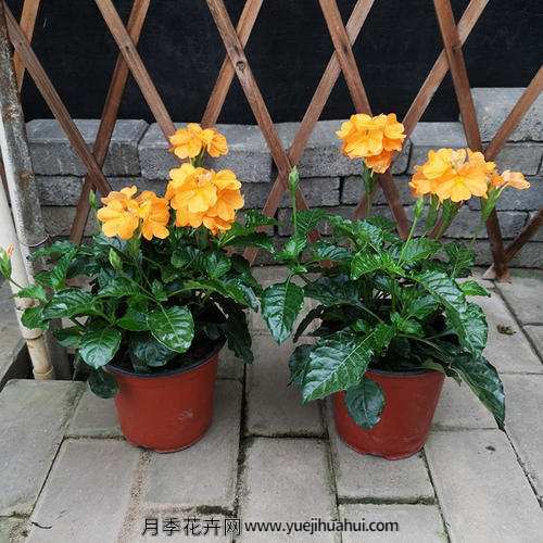草本植物，鸟尾花