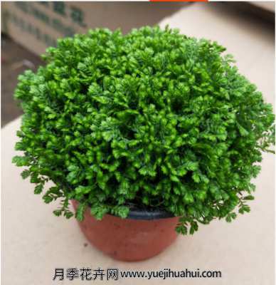 草本植物，翠云草