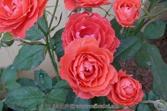 扦插月季花的养殖方法