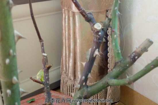 月季枝干发黑干枯是怎么回事