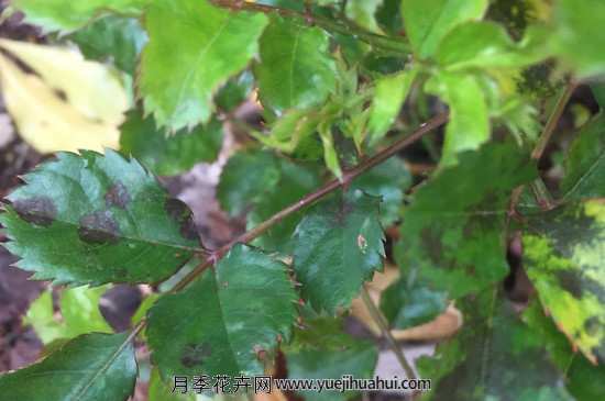 月季枝干发黑干枯是怎么回事