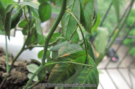 月季枝干发黑干枯是怎么回事