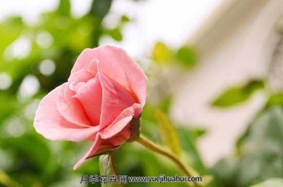 月季直接土插不能生根吗