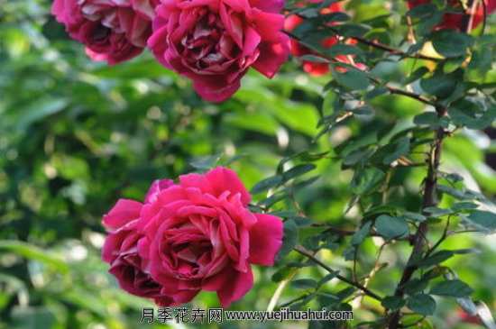 月季直接土插不能生根吗