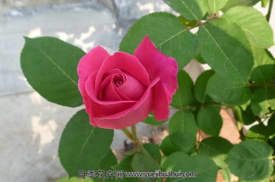 月季直接土插不能生根吗