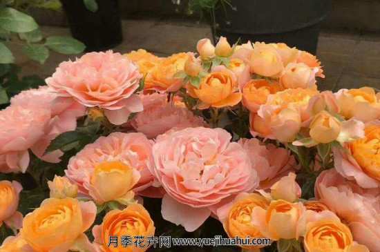 果汁阳台小苗买回来需要剪花苞吗