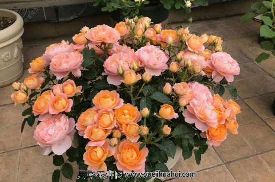 果汁阳台小苗买回来需要剪花苞吗