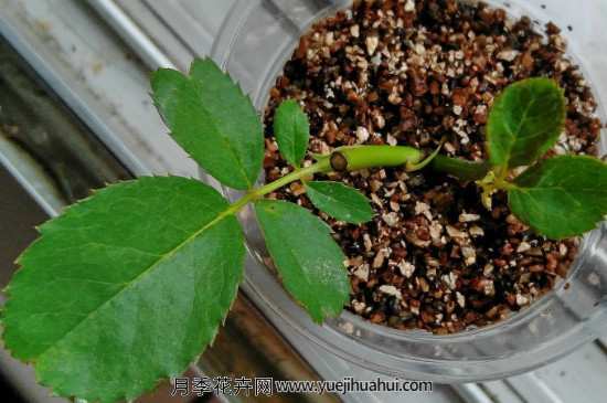 月季夏天扦插的方法和注意事项