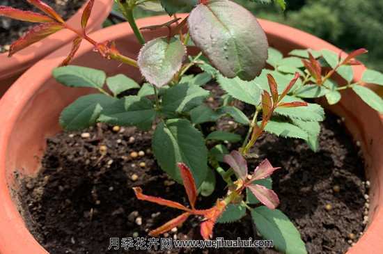 月季夏天扦插的方法和注意事项
