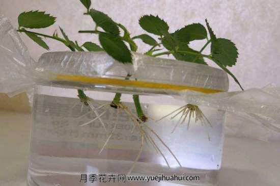 月季夏天扦插的方法和注意事项