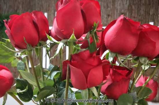 卡罗拉属于玫瑰还是月季?