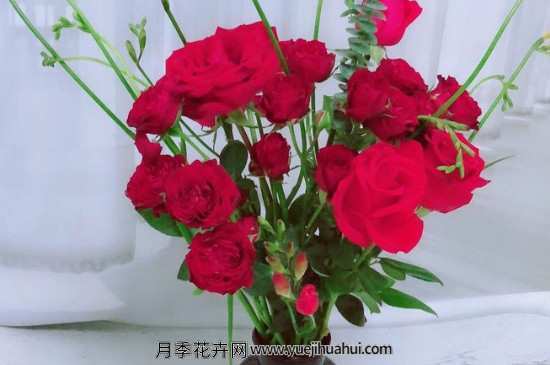 卡罗拉属于玫瑰还是月季?