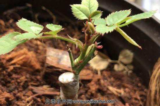 能跟月季嫁接的果树有哪些