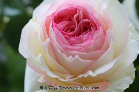 龙沙宝石的注意事项和养殖方法