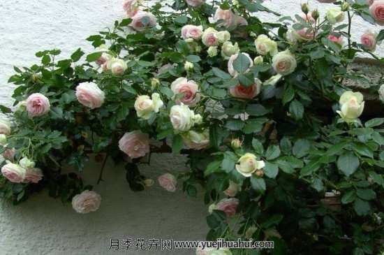 龙沙宝石的注意事项和养殖方法