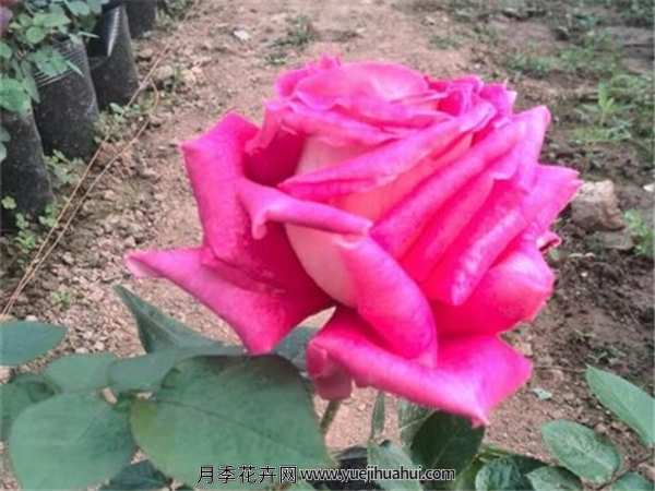 大花月季,大紫光月季