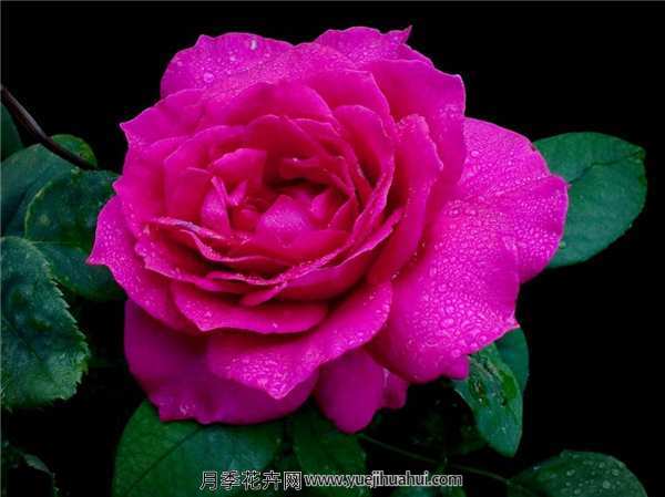 大花月季,大紫光月季