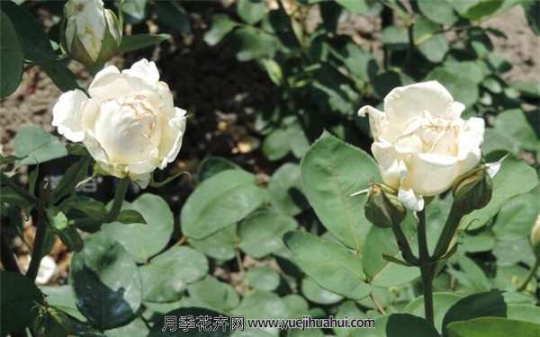 大花月季,婚礼白月季