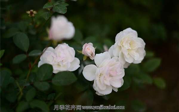 大花月季,婚礼白月季
