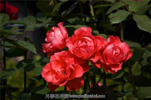 丰花月季,北京红月季