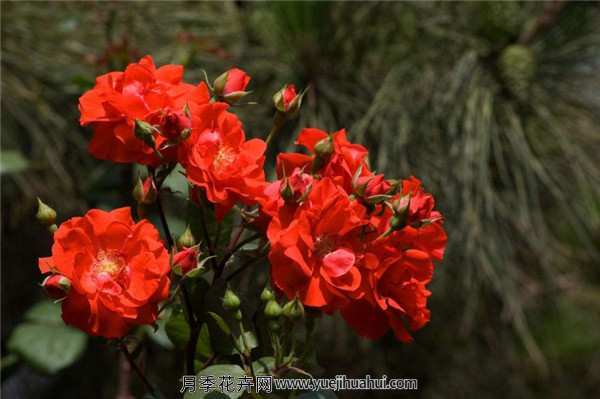 丰花月季,北京红月季