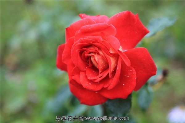 丰花月季,北京红月季