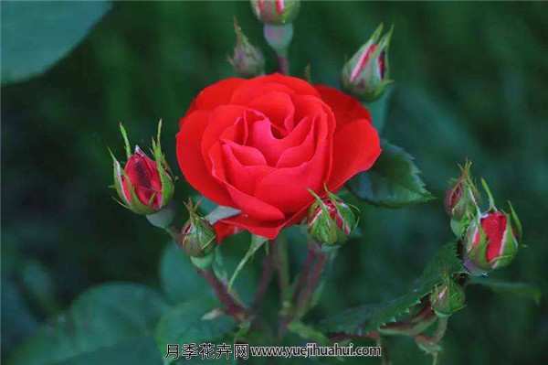 丰花月季,北京红月季