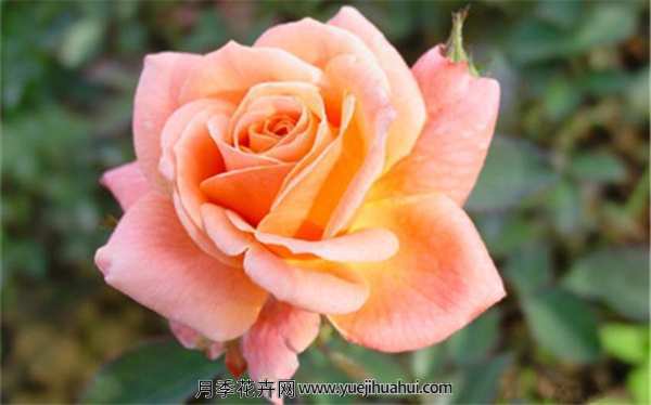 丰花月季,新貌月季