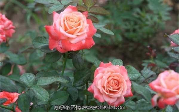 丰花月季,新貌月季