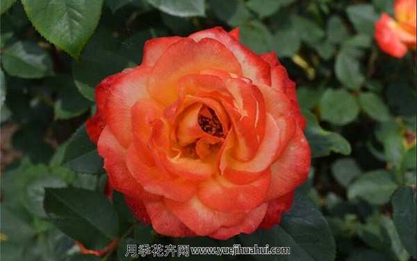 丰花月季，橘红潮月季