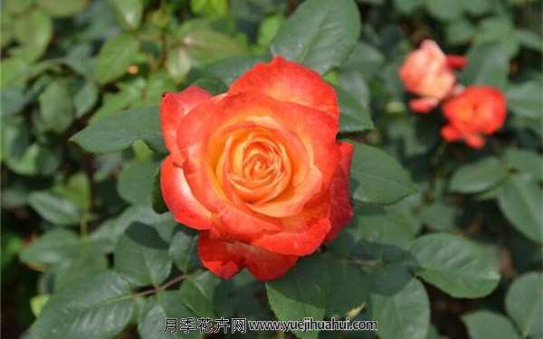 丰花月季,橘红潮月季