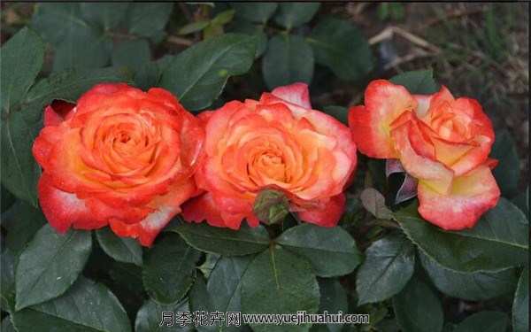 丰花月季,橘红潮月季