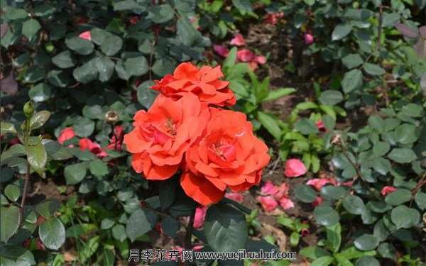 丰花月季,橘红潮月季