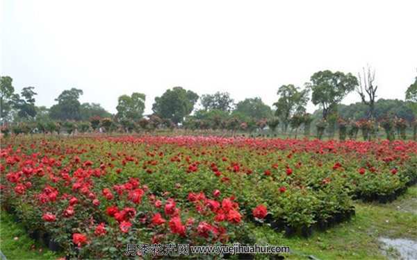 丰花月季,橘红潮月季