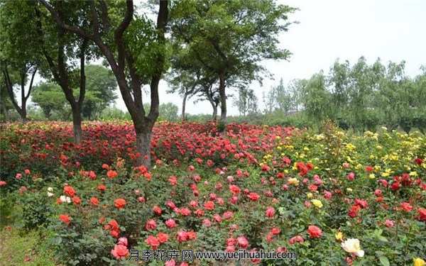 丰花月季,橘红潮月季
