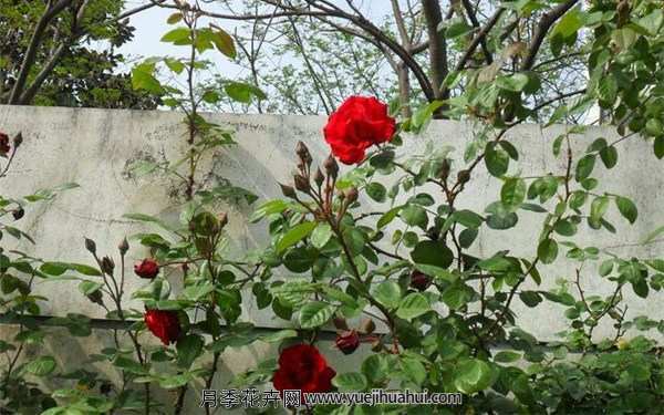 藤本月季,御用马车月季