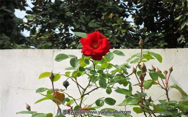 藤本月季,御用马车月季