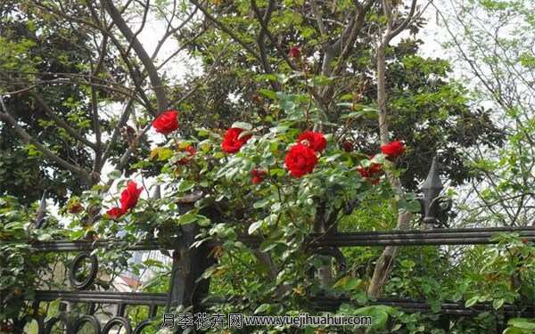 藤本月季,御用马车月季