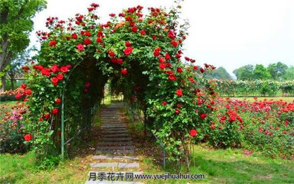 藤本月季,御用马车月季