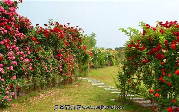 藤本月季,御用马车月季