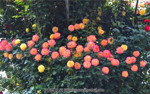 藤本月季,御用马车月季