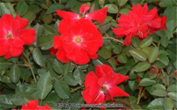 地被月季,皇家巴西诺适用范围:别墅、豪宅、庭院、园林、公园、环城道、花坛、花圃等