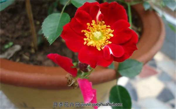 地被月季,皇家巴西诺适用范围:别墅、豪宅、庭院、园林、公园、环城道、花坛、花圃等