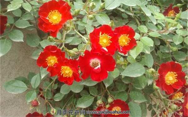 地被月季,皇家巴西诺适用范围:别墅、豪宅、庭院、园林、公园、环城道、花坛、花圃等