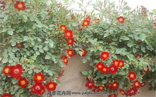 地被月季,皇家巴西诺适用范围:别墅、豪宅、庭院、园林、公园、环城道、花坛、花圃等