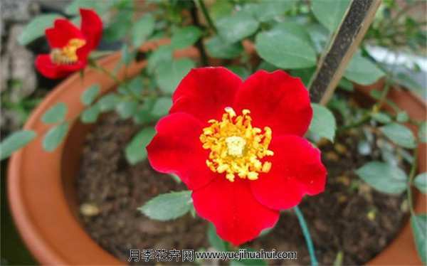 地被月季,皇家巴西诺适用范围:别墅、豪宅、庭院、园林、公园、环城道、花坛、花圃等