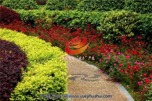 漂亮又好养的微型月季,现代月季浪漫宝贝,果汁阳台